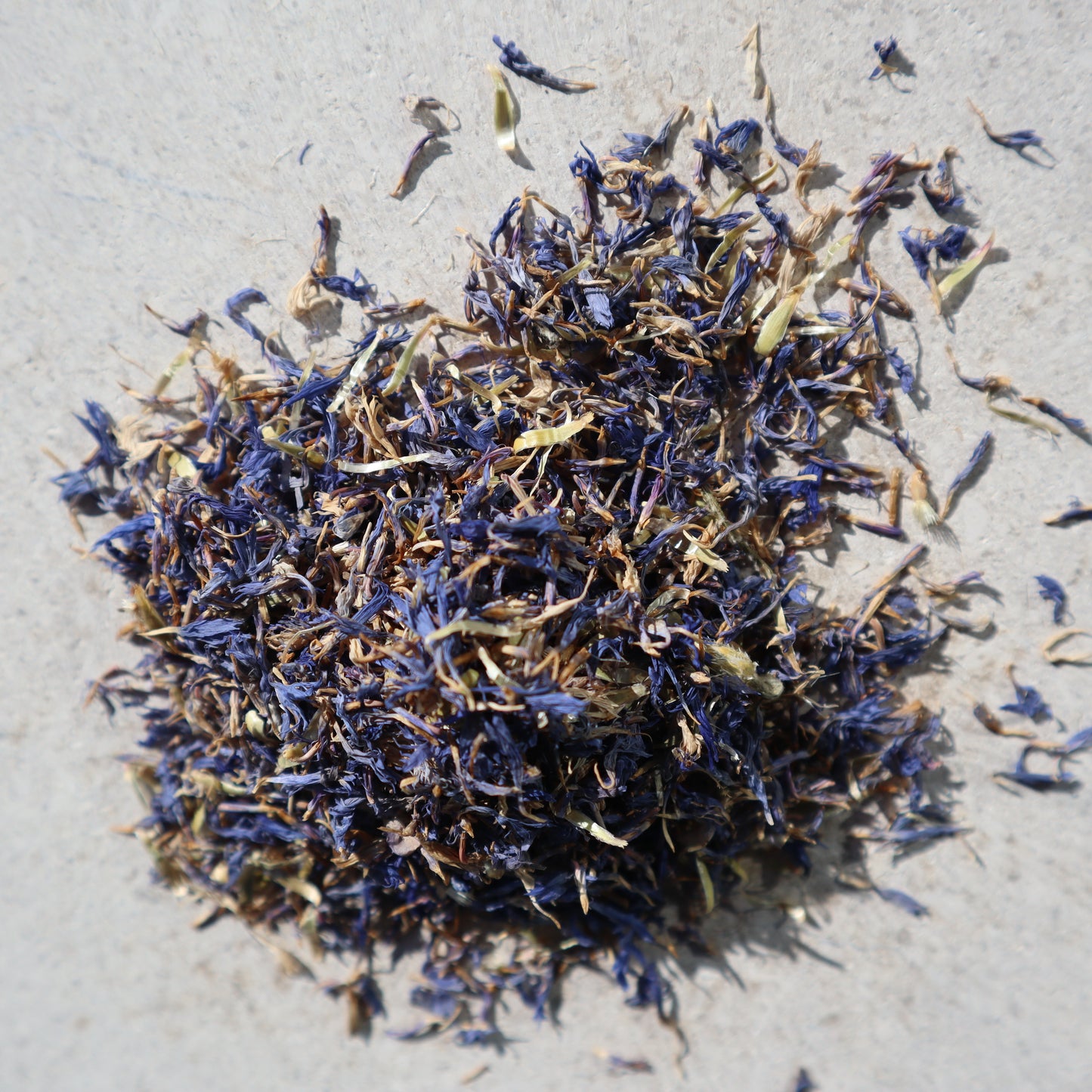 Cornflower Blue Petal